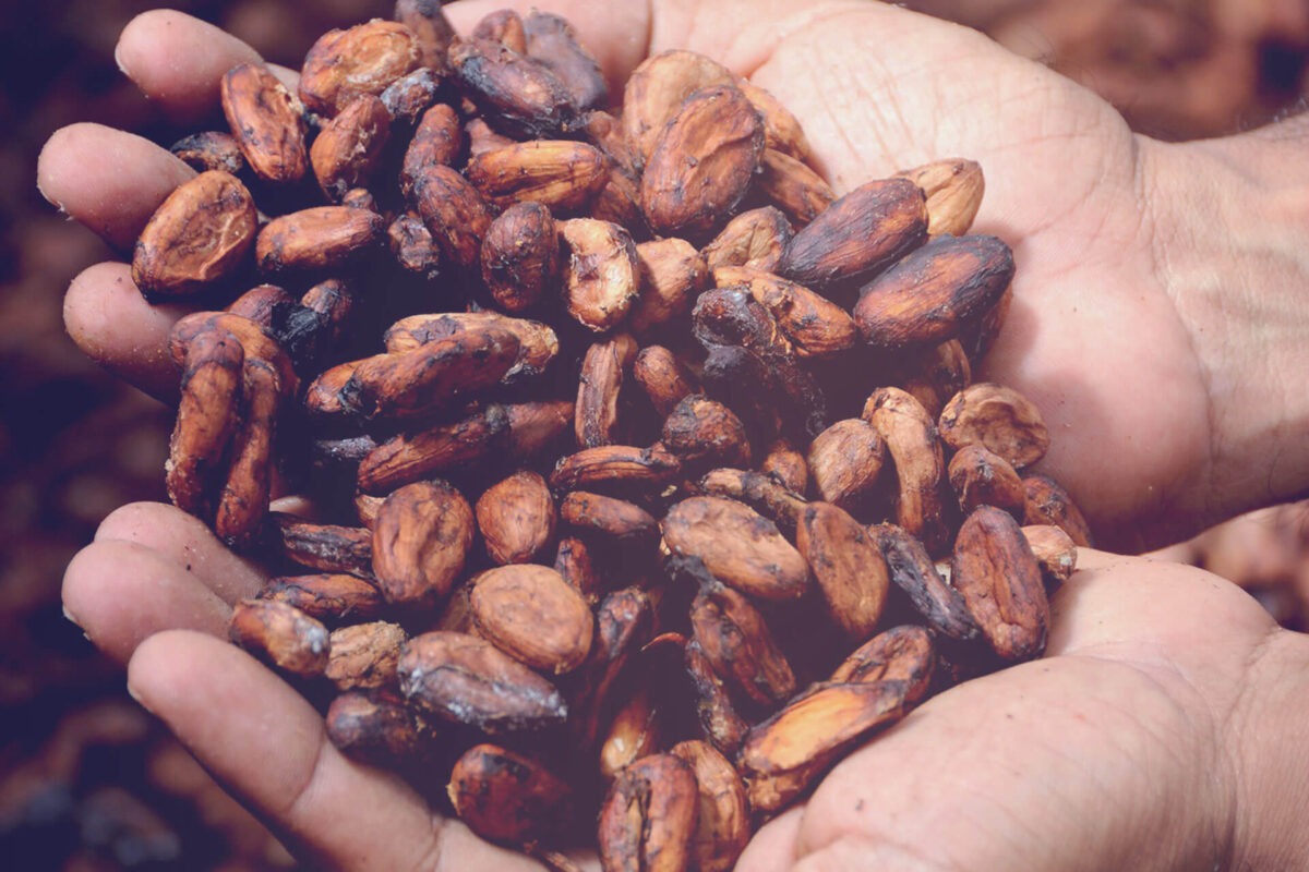 Deux mains tiennent plusieurs fèves de cacao