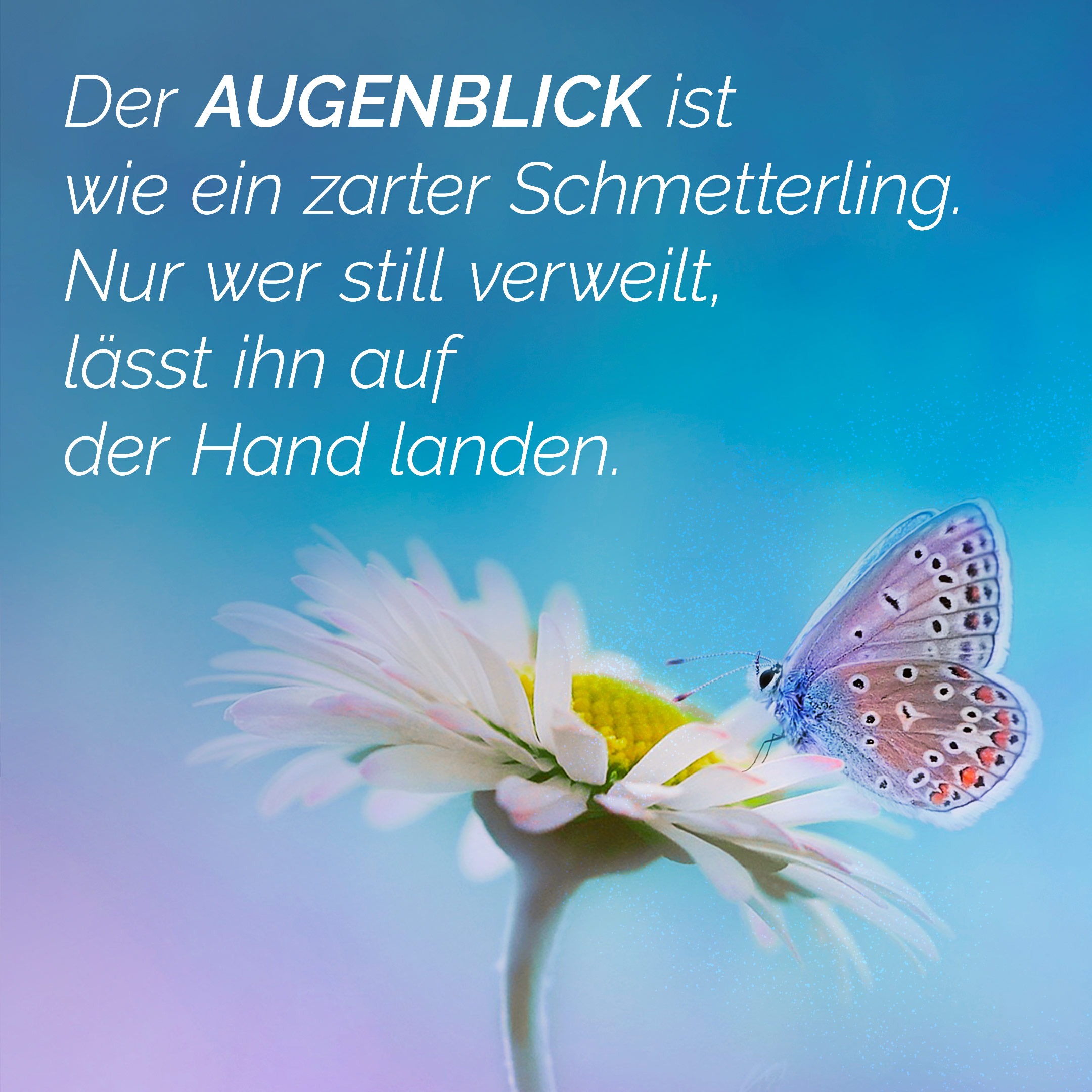 Der Augenblick ist wie ein zarter Schmetterling. Nur wer still verweilt, lässt ihn auf der Hand landen.